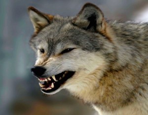 Lupo