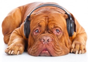 CaneCuffieMusica